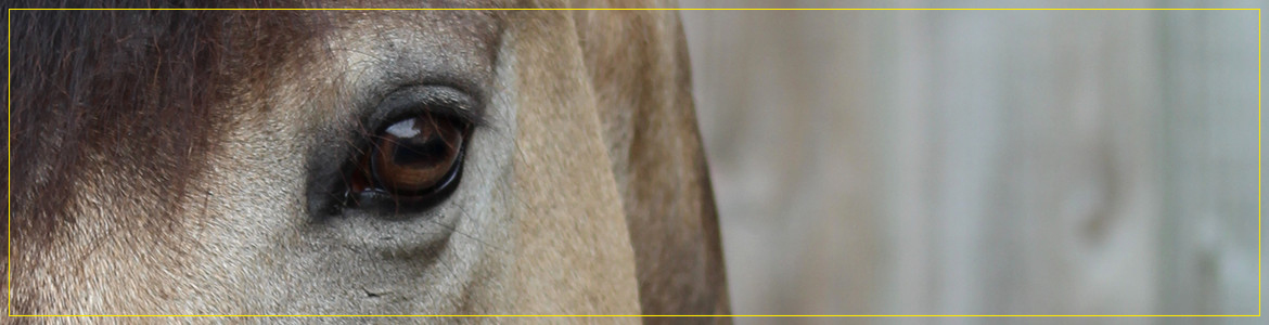 L'Ecurie Comportementale